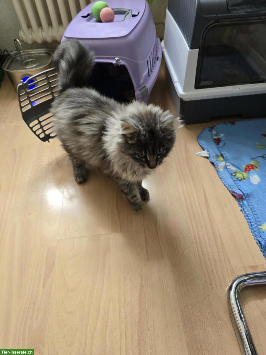 Bild 2: Junger Langhaar Kater