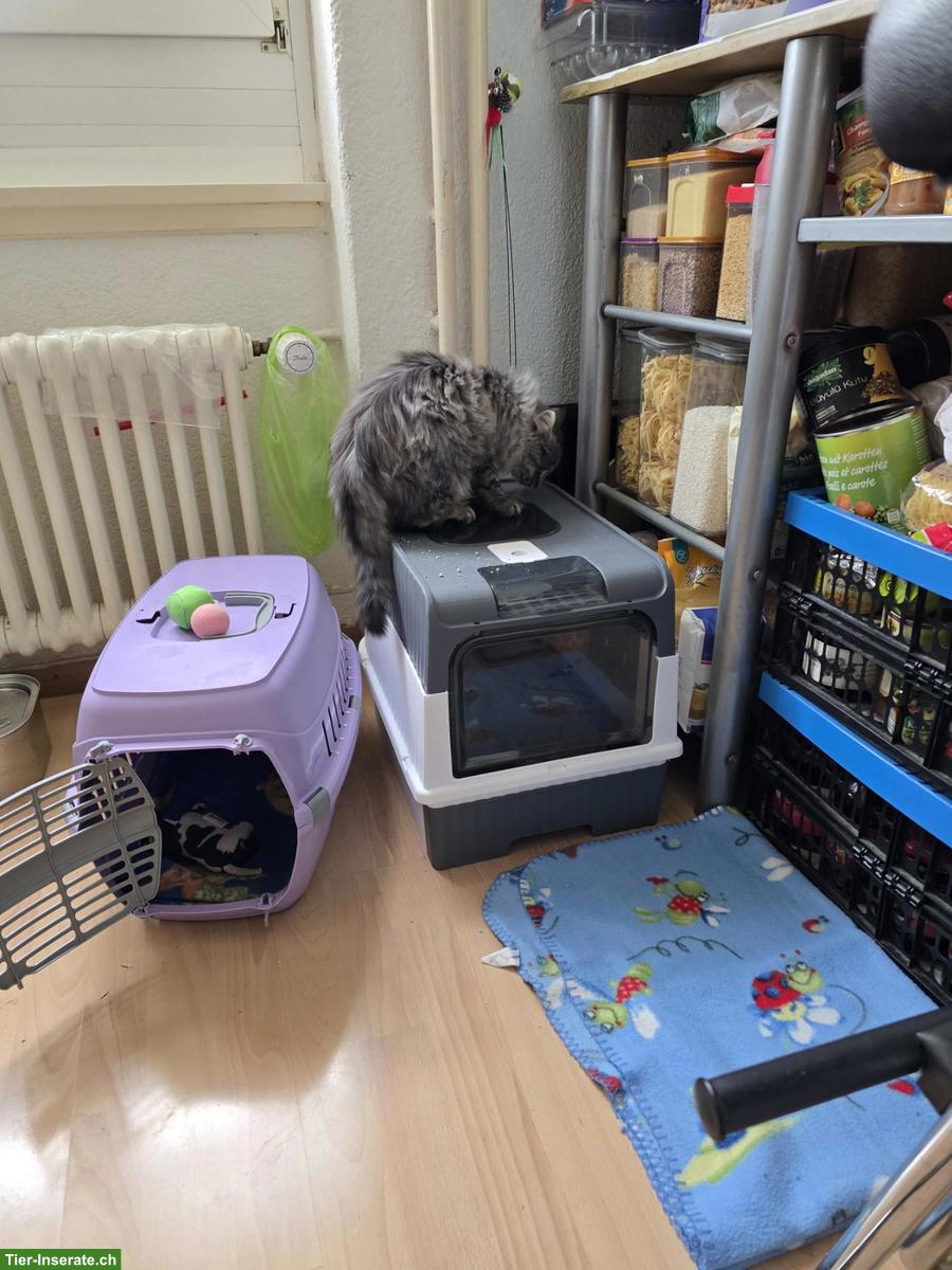 Bild 3: Junger Langhaar Kater