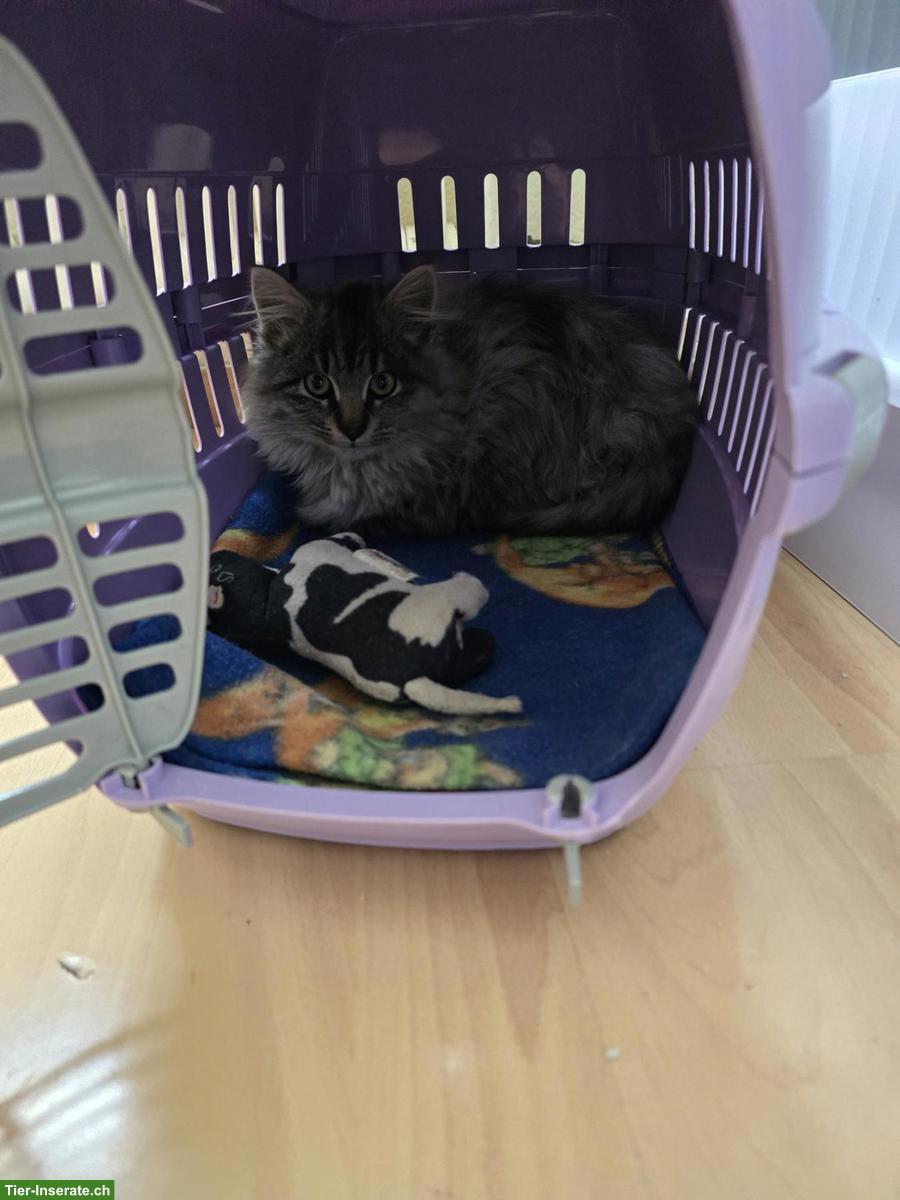 Bild 4: Junger Langhaar Kater