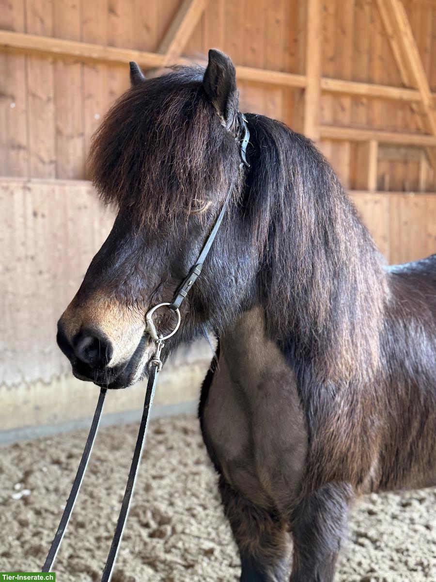 Bild 2: Hübscher grosser Isländer Wallach mit viel Tölt