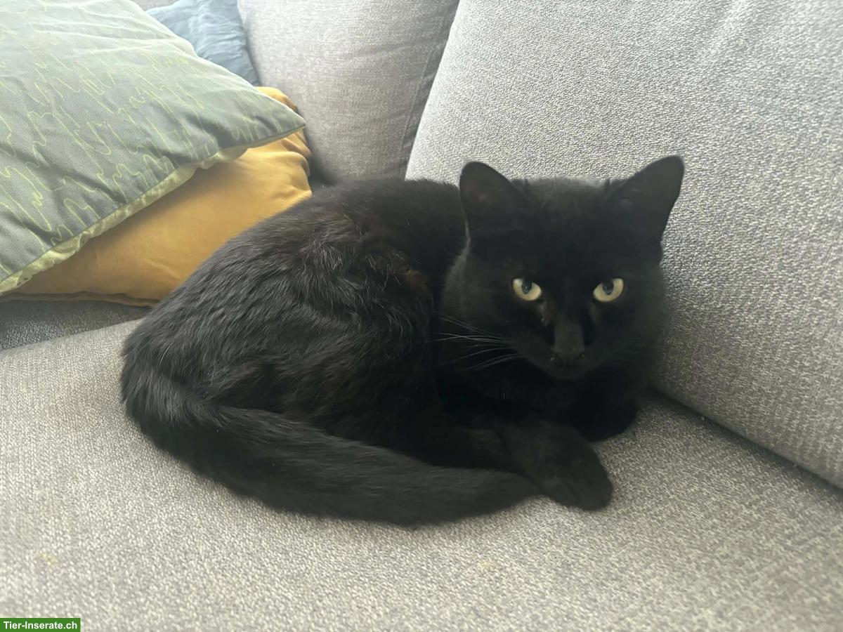 Schwarze Katze Luna, 3-jährig, anhänglich, sucht neues Zuhause