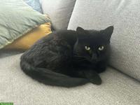 Schwarze Katze Luna, 3-jährig, anhänglich, sucht neues Zuhause