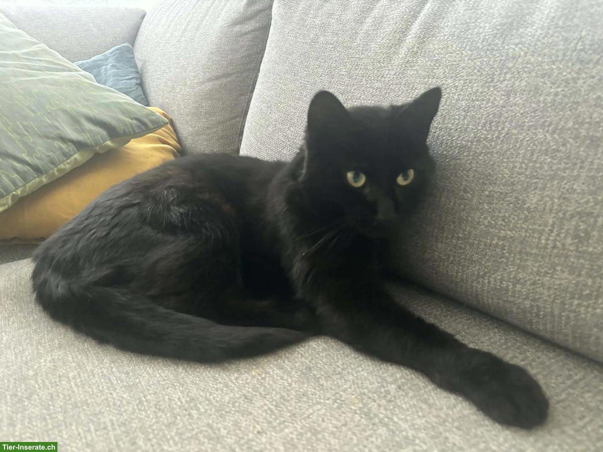 Bild 2: Schwarze Katze Luna, 3-jährig, anhänglich, sucht neues Zuhause
