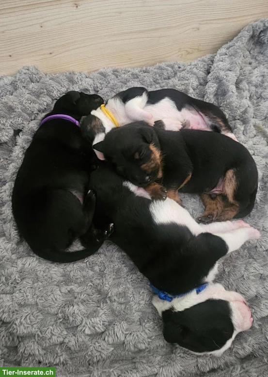 Appenzeller x Podenco Welpen