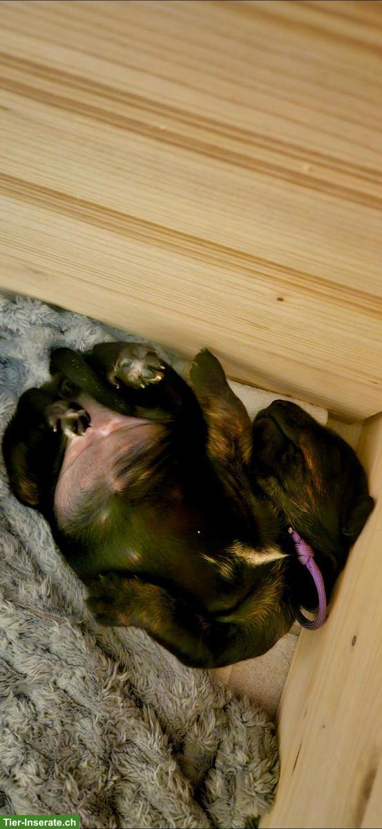 Bild 4: Appenzeller x Podenco Welpen