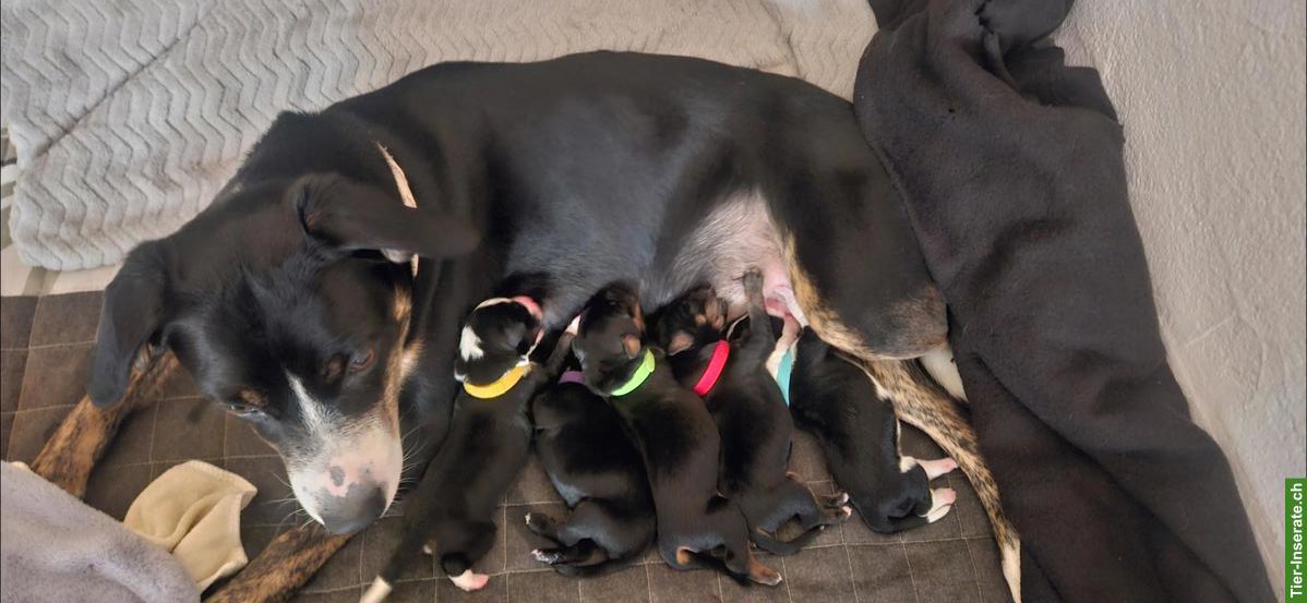 Bild 5: Appenzeller x Podenco Welpen