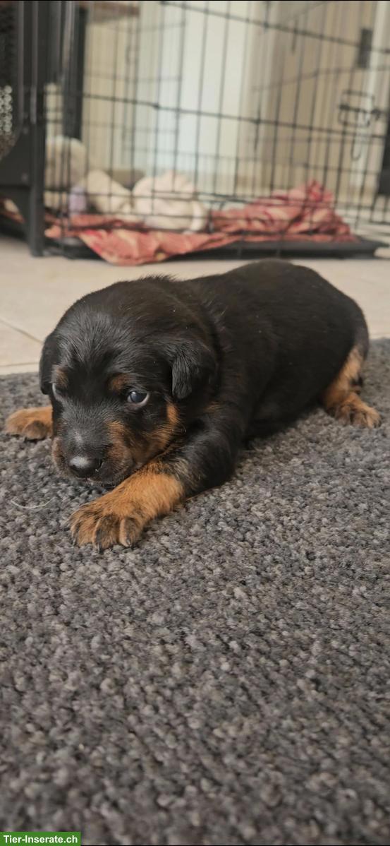 Bild 6: Appenzeller x Podenco Welpen