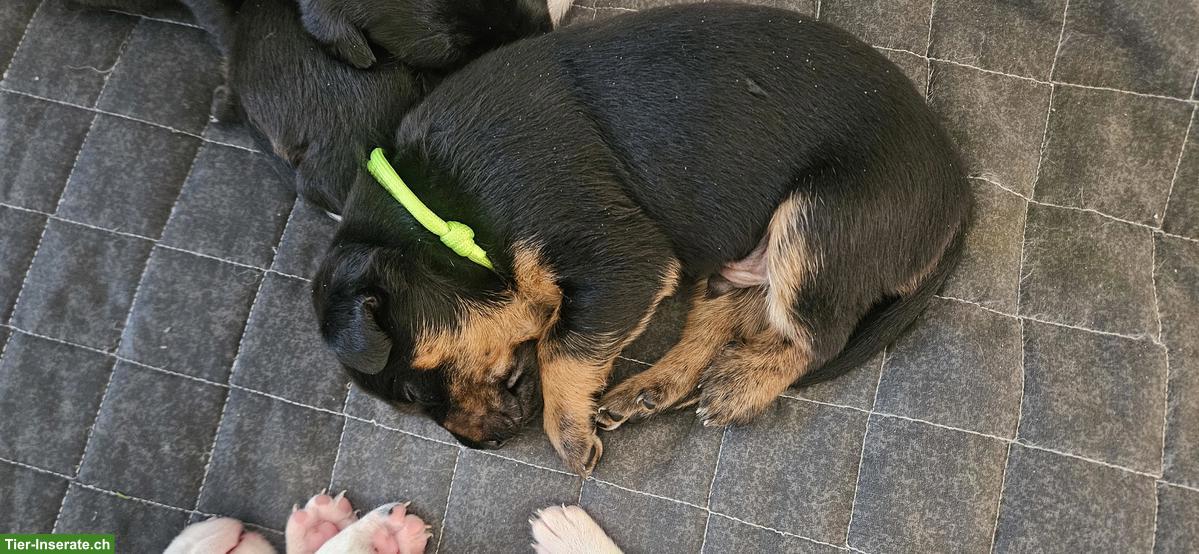 Bild 7: Appenzeller x Podenco Welpen