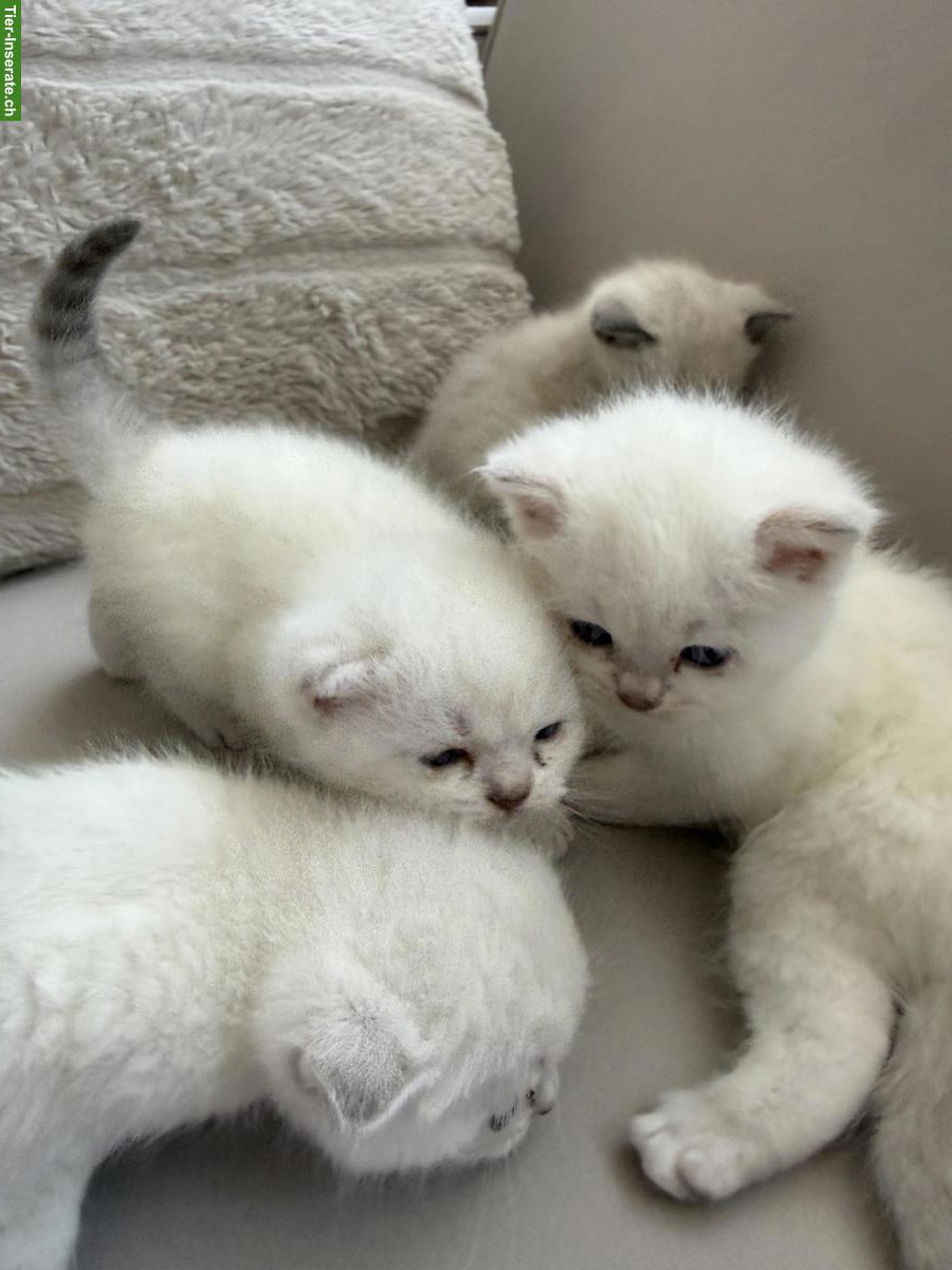 Süsse BKH Kitten zu verkaufen
