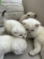 Süsse BKH Kitten zu verkaufen