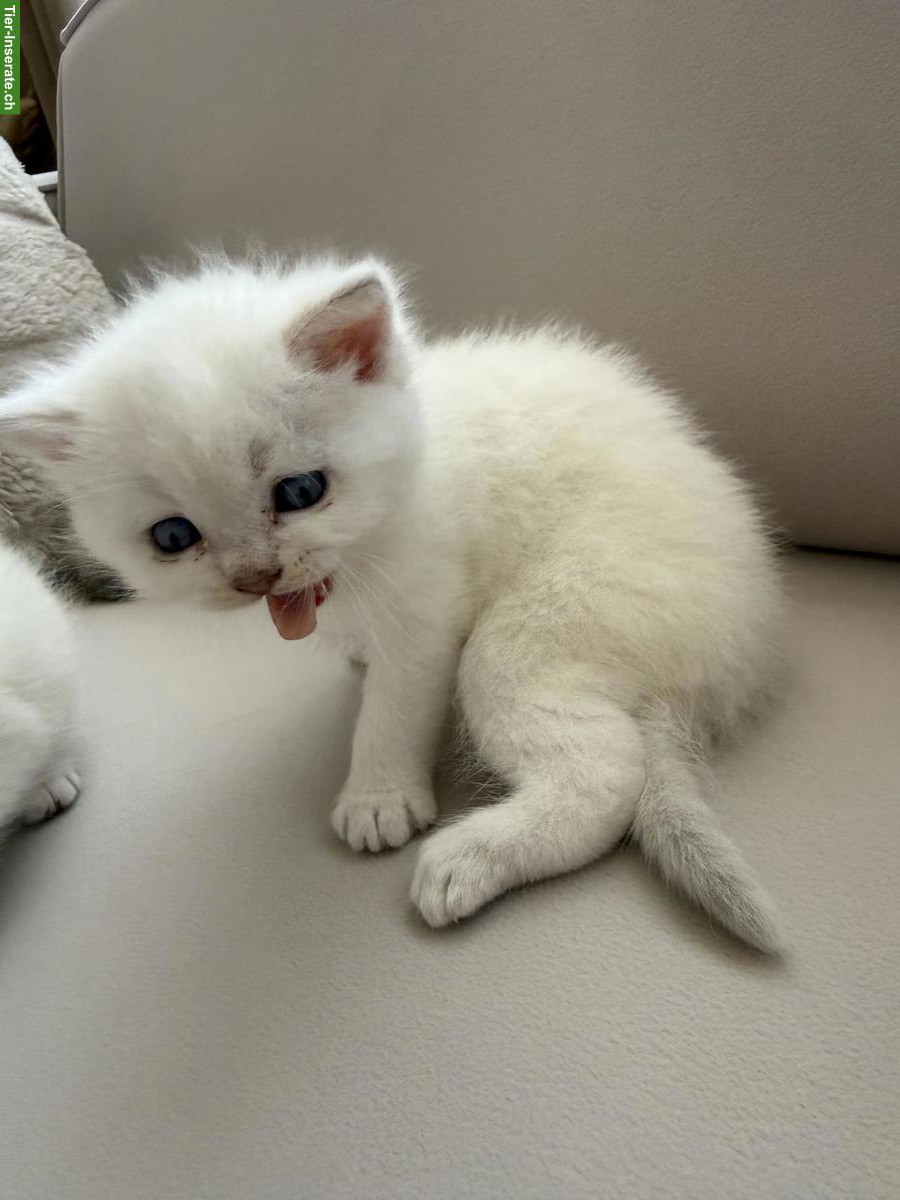 Bild 2: Süsse BKH Kitten zu verkaufen