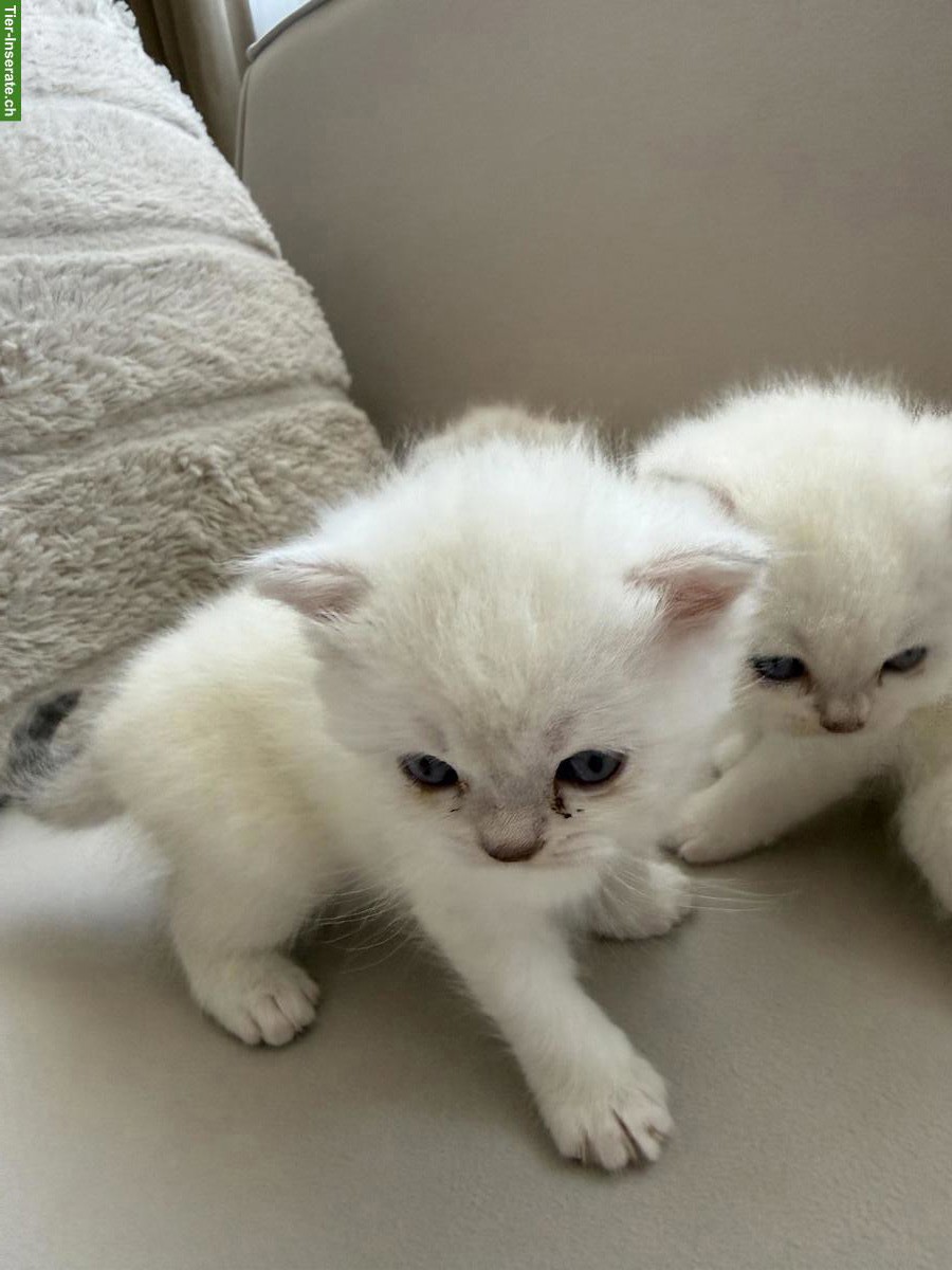 Bild 3: Süsse BKH Kitten zu verkaufen