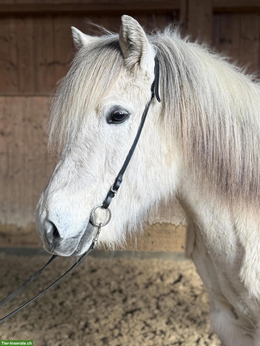 Bildschöner Islandpferd Wallach, Sport- & Freizeitpartner