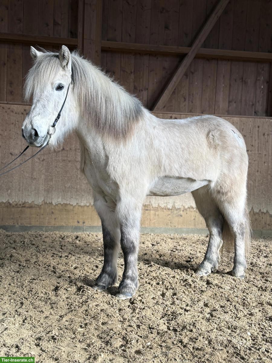 Bild 2: Bildschöner Islandpferd Wallach, Sport- & Freizeitpartner