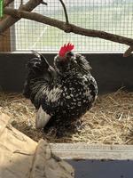 Federfüssige Zwerghuhn-Hahn gratis abzugeben