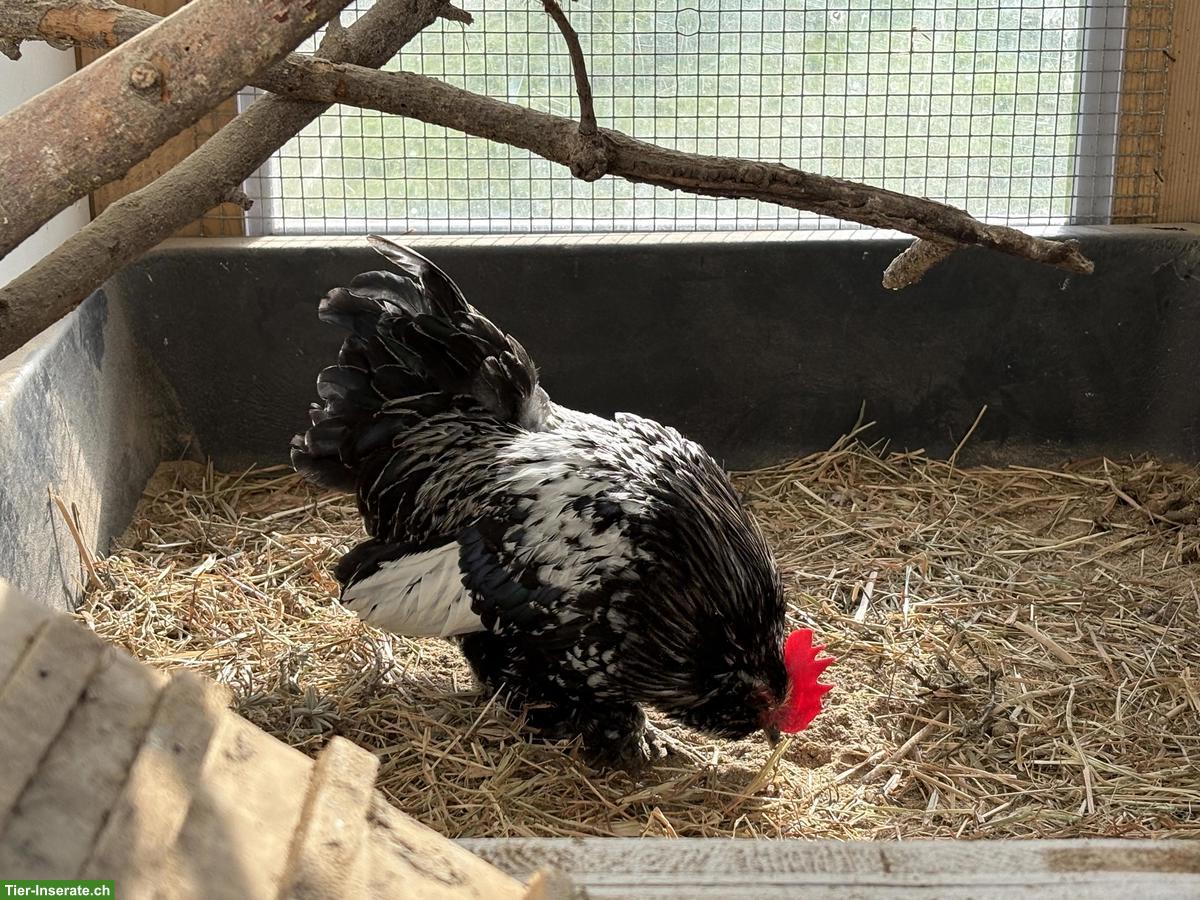 Bild 2: Federfüssige Zwerghuhn-Hahn gratis abzugeben