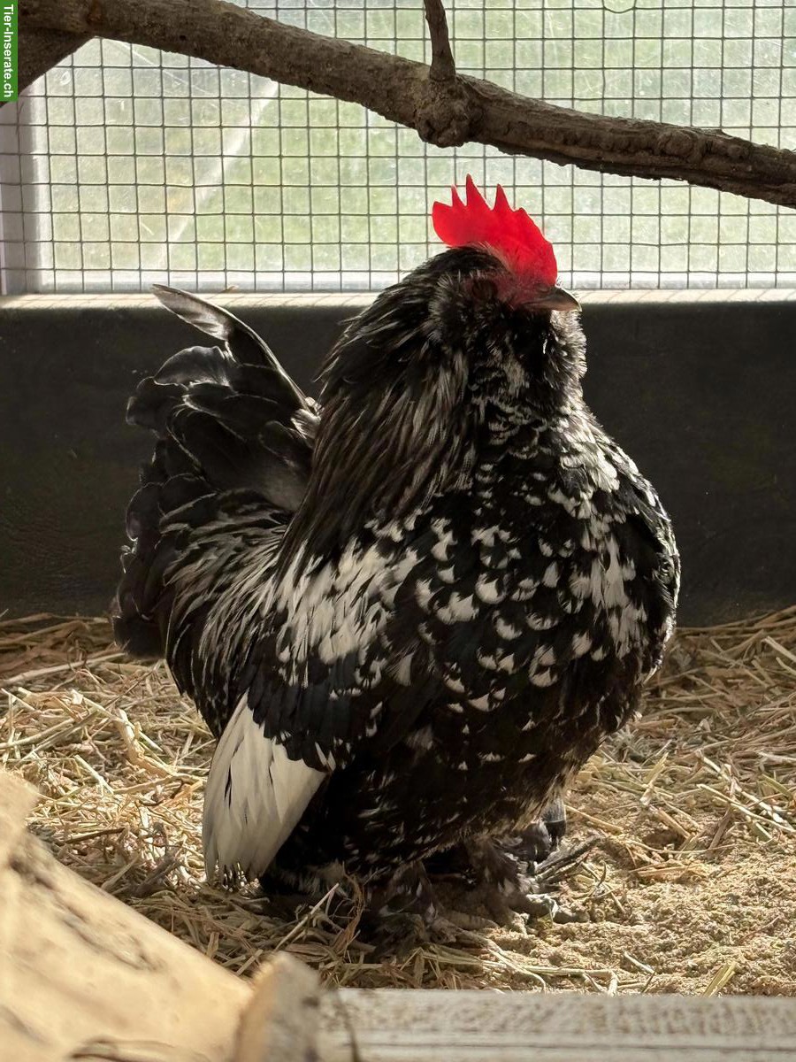 Bild 3: Federfüssige Zwerghuhn-Hahn gratis abzugeben