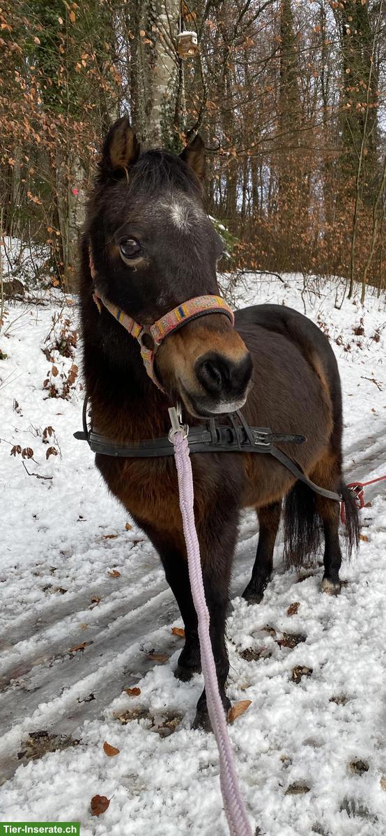 Pony Stute als Beistellpferd