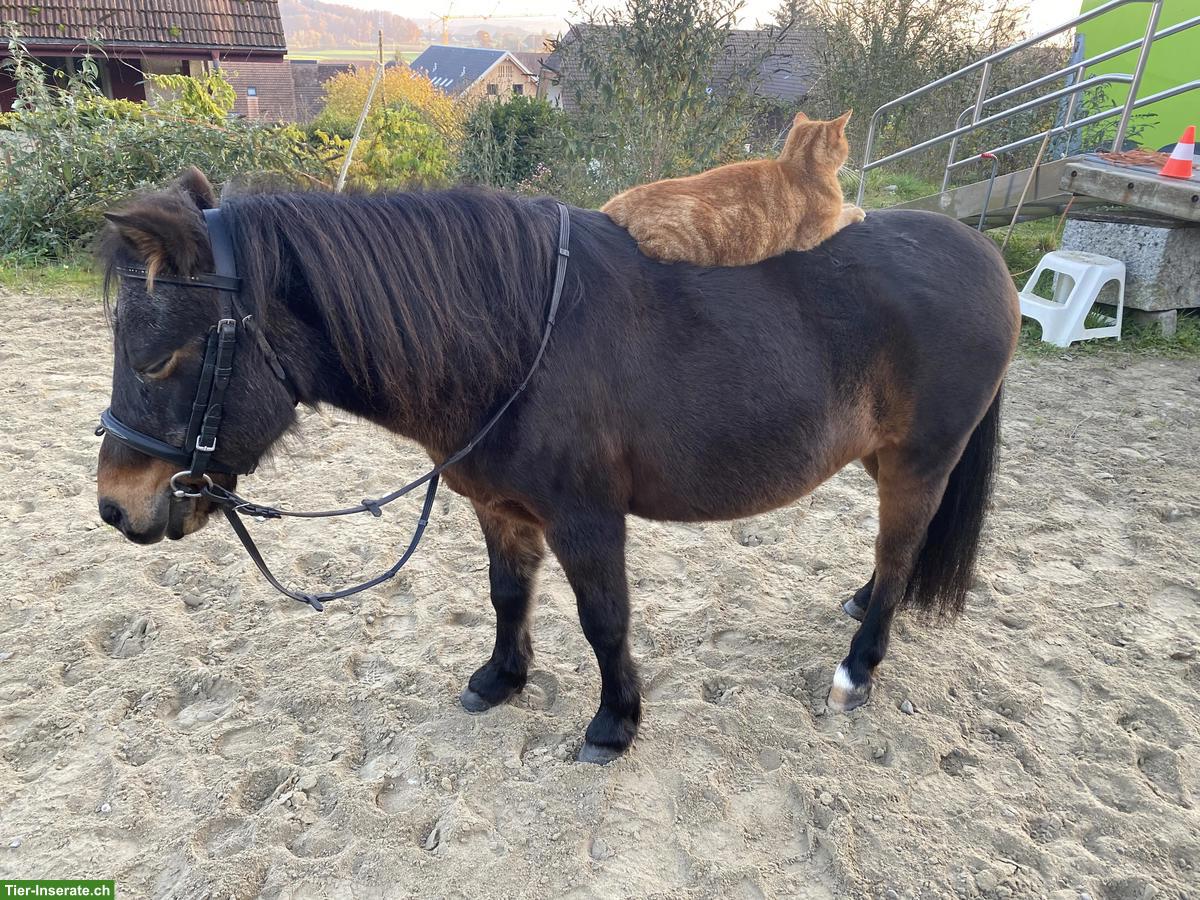 Bild 2: Pony Stute als Beistellpferd