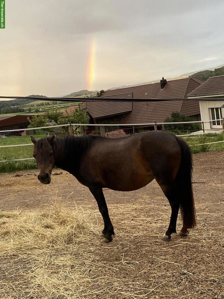Bild 3: Pony Stute als Beistellpferd
