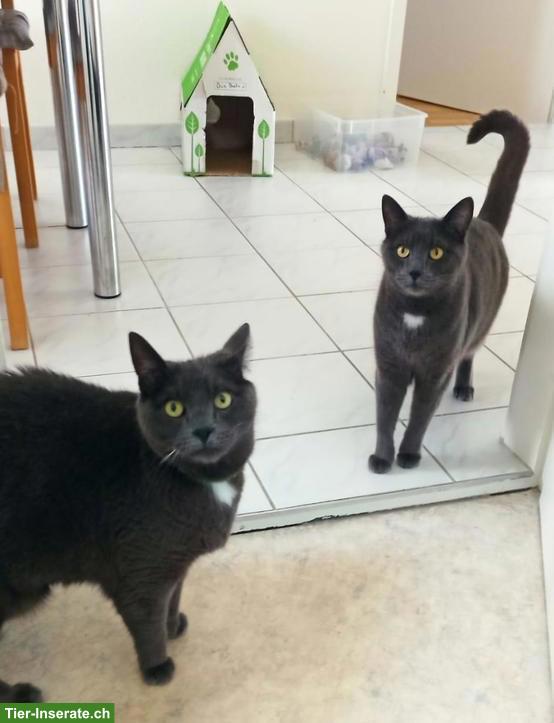 Katzenbrüder suchen zusammen neues Zuhause