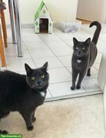 Katzenbrüder suchen zusammen neues Zuhause