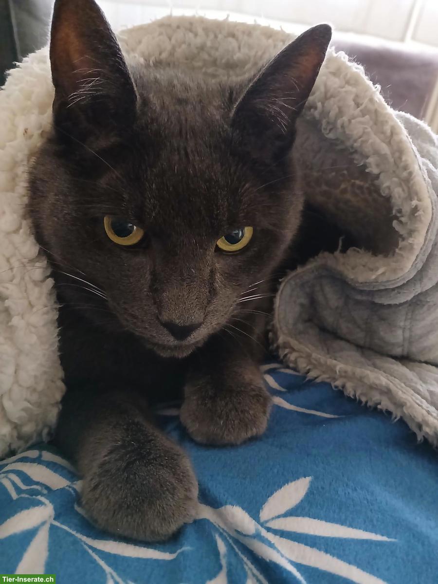 Bild 2: Katzenbrüder suchen zusammen neues Zuhause