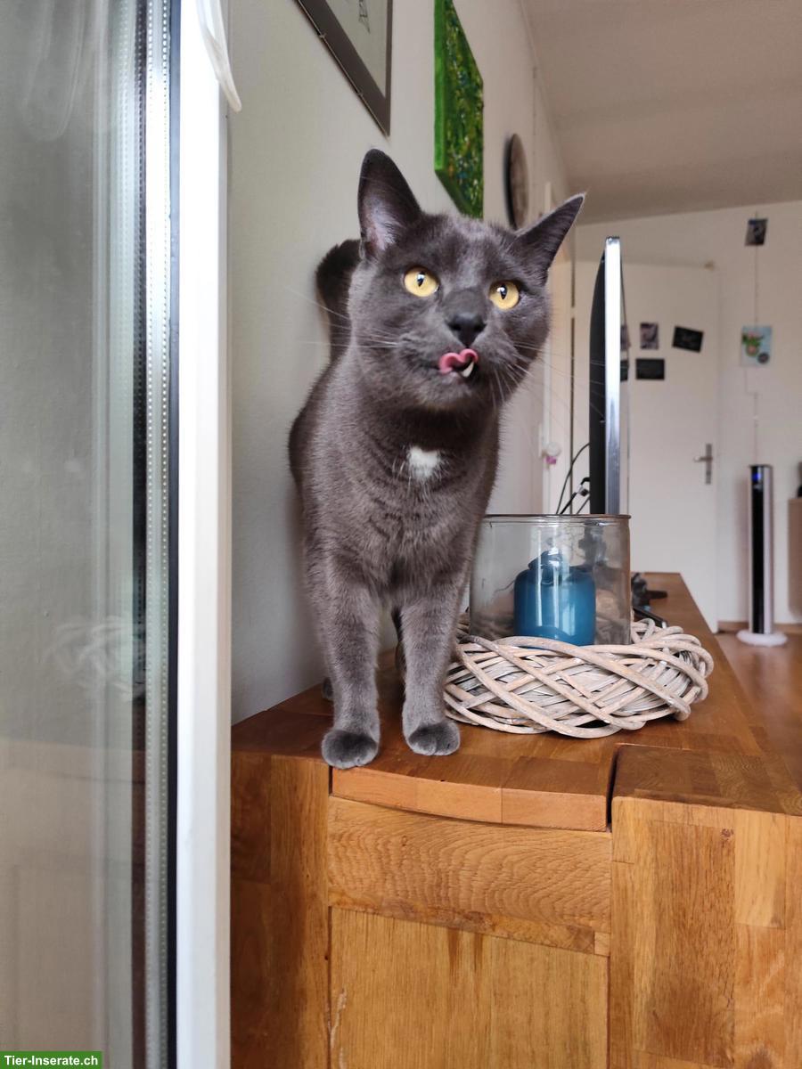 Bild 4: Katzenbrüder suchen zusammen neues Zuhause