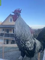 Appenzeller Spitzhauben x Blauleger Hähne zu verkaufen