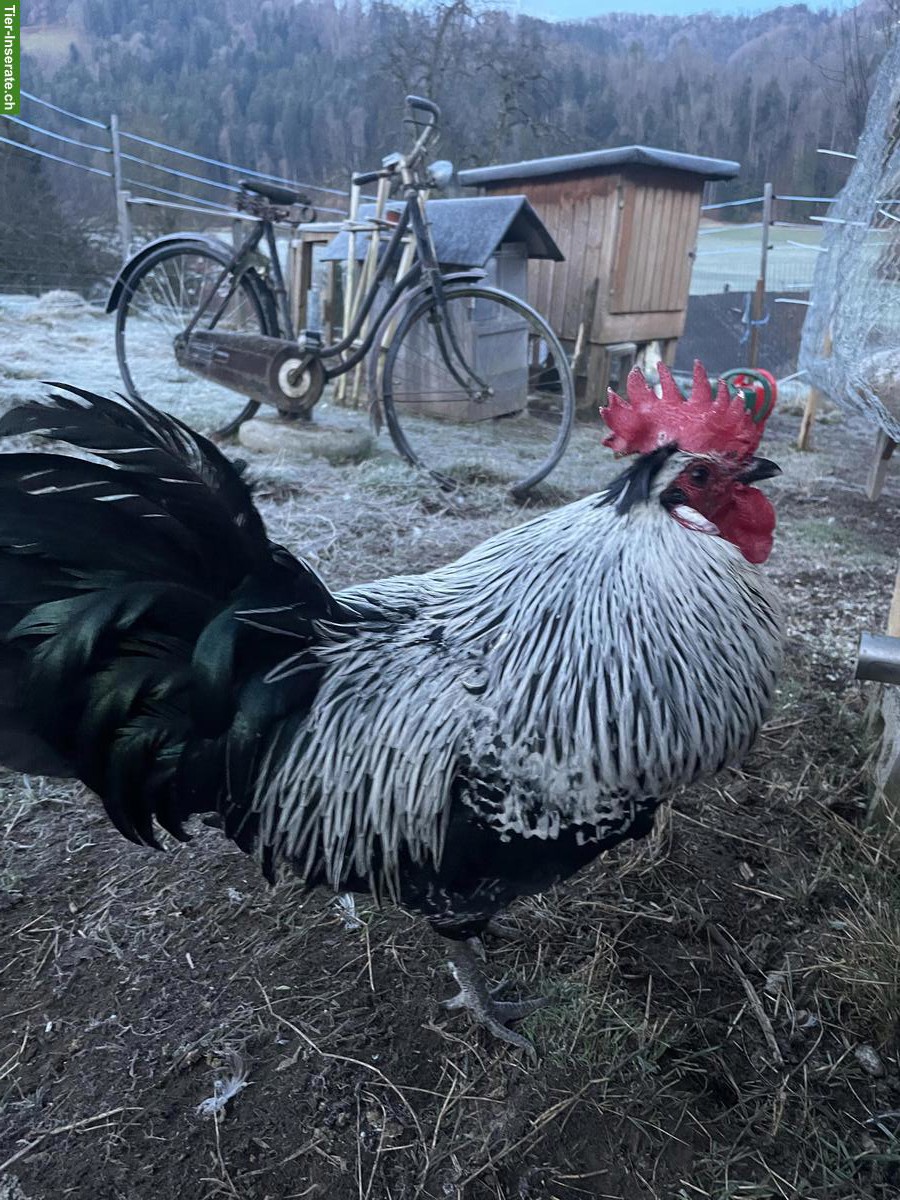 Bild 2: Appenzeller Spitzhauben x Blauleger Hähne zu verkaufen