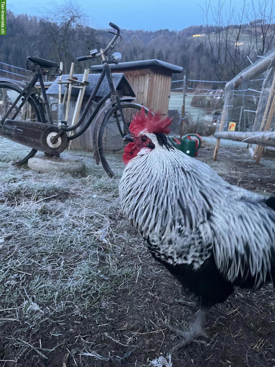 Bild 3: Appenzeller Spitzhauben x Blauleger Hähne zu verkaufen