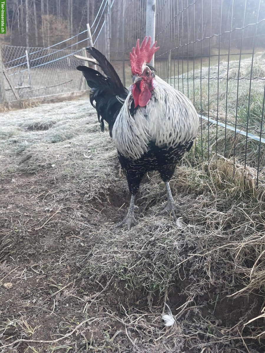 Bild 5: Appenzeller Spitzhauben x Blauleger Hähne zu verkaufen