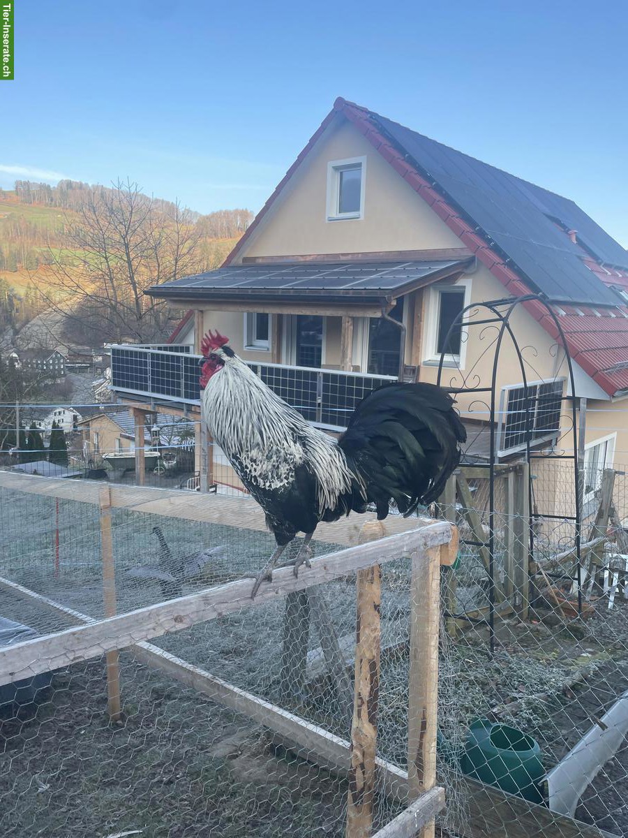 Bild 6: Appenzeller Spitzhauben x Blauleger Hähne zu verkaufen