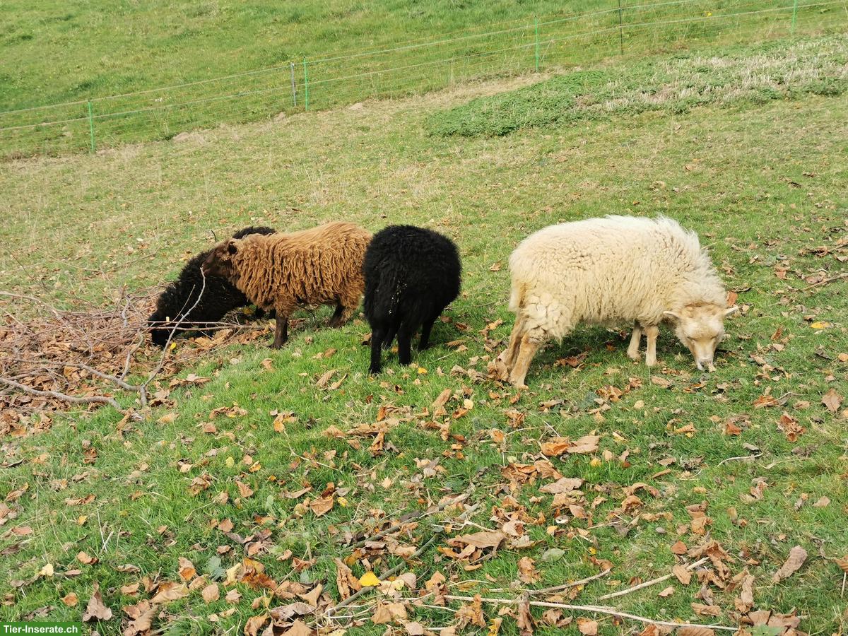 Ouessant Schafe Jungtiere: kastrierter Bock & Aue
