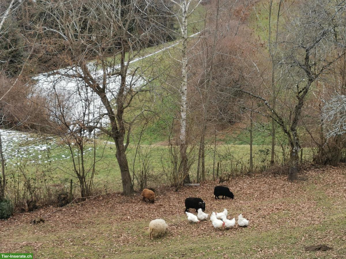 Bild 2: Ouessant Schafe Jungtiere: kastrierter Bock & Aue