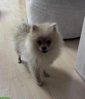 Pomeranian (Zwergspitz) Rüde, 4.5 Monate - geimpft, gechippt
