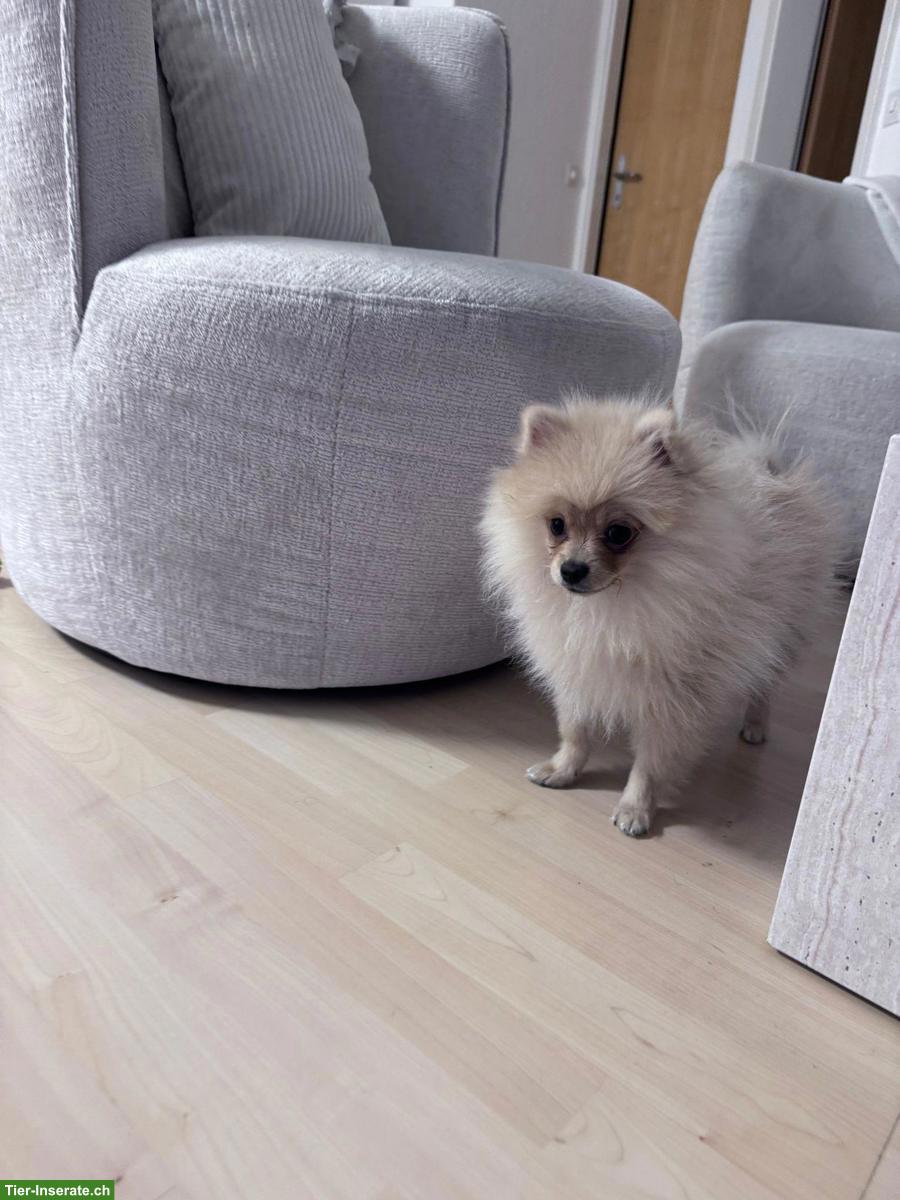 Bild 2: Pomeranian (Zwergspitz) Rüde, 4.5 Monate - geimpft, gechippt