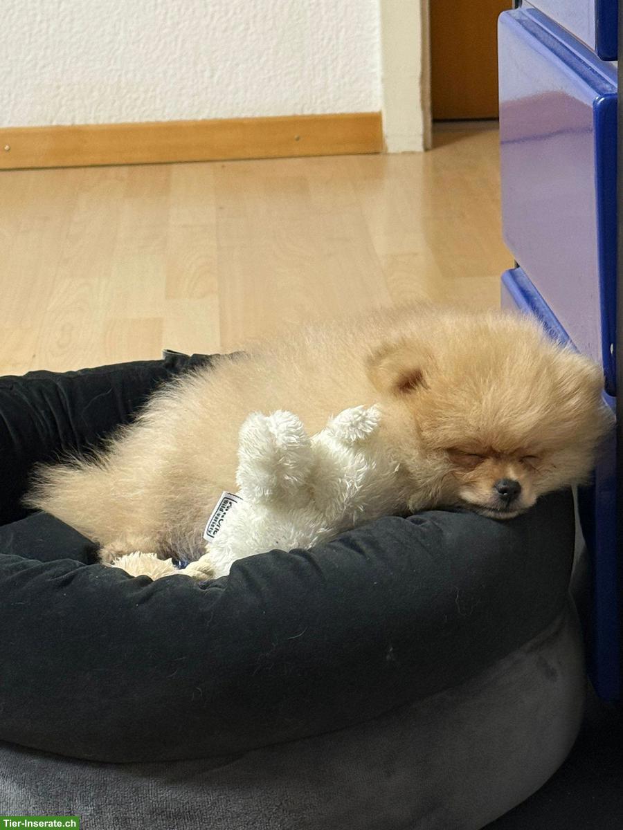 Bild 3: Pomeranian (Zwergspitz) Rüde, 4.5 Monate - geimpft, gechippt