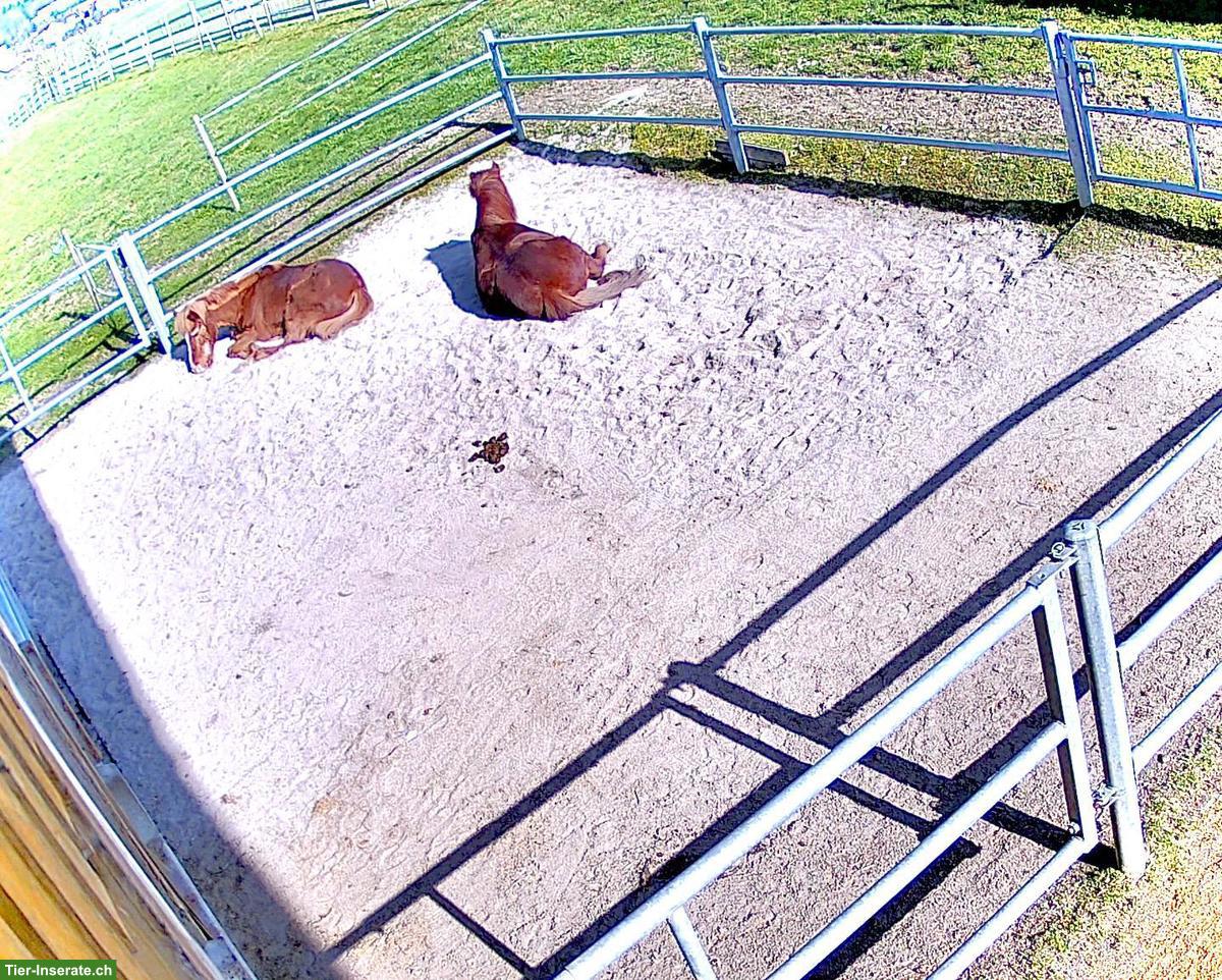 Offenstall für Isi-Wallach in Remetschwil AG