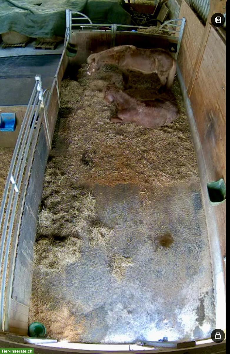 Bild 2: Offenstall für Isi-Wallach in Remetschwil AG