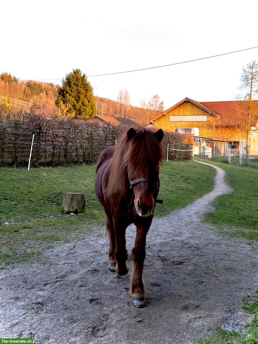 Bild 3: Offenstallplatz für Isländer in Remetschwil AG