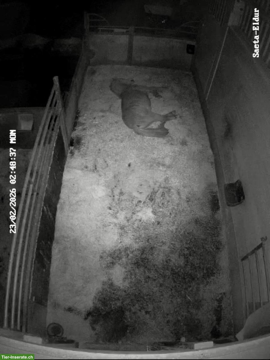 Bild 4: Offenstallplatz für Isländer in Remetschwil AG