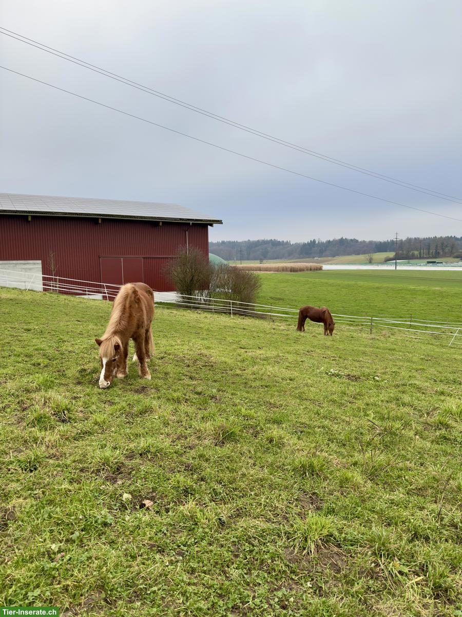 Bild 5: Offenstallplatz für Isländer in Remetschwil AG