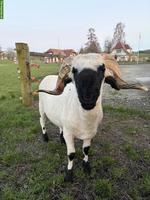 Walliser Schwarznasen Widder