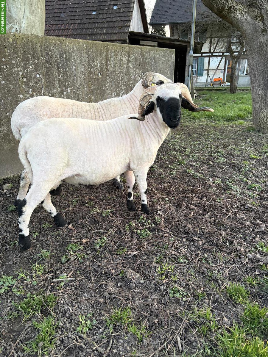 Bild 2: Walliser Schwarznasen Widder