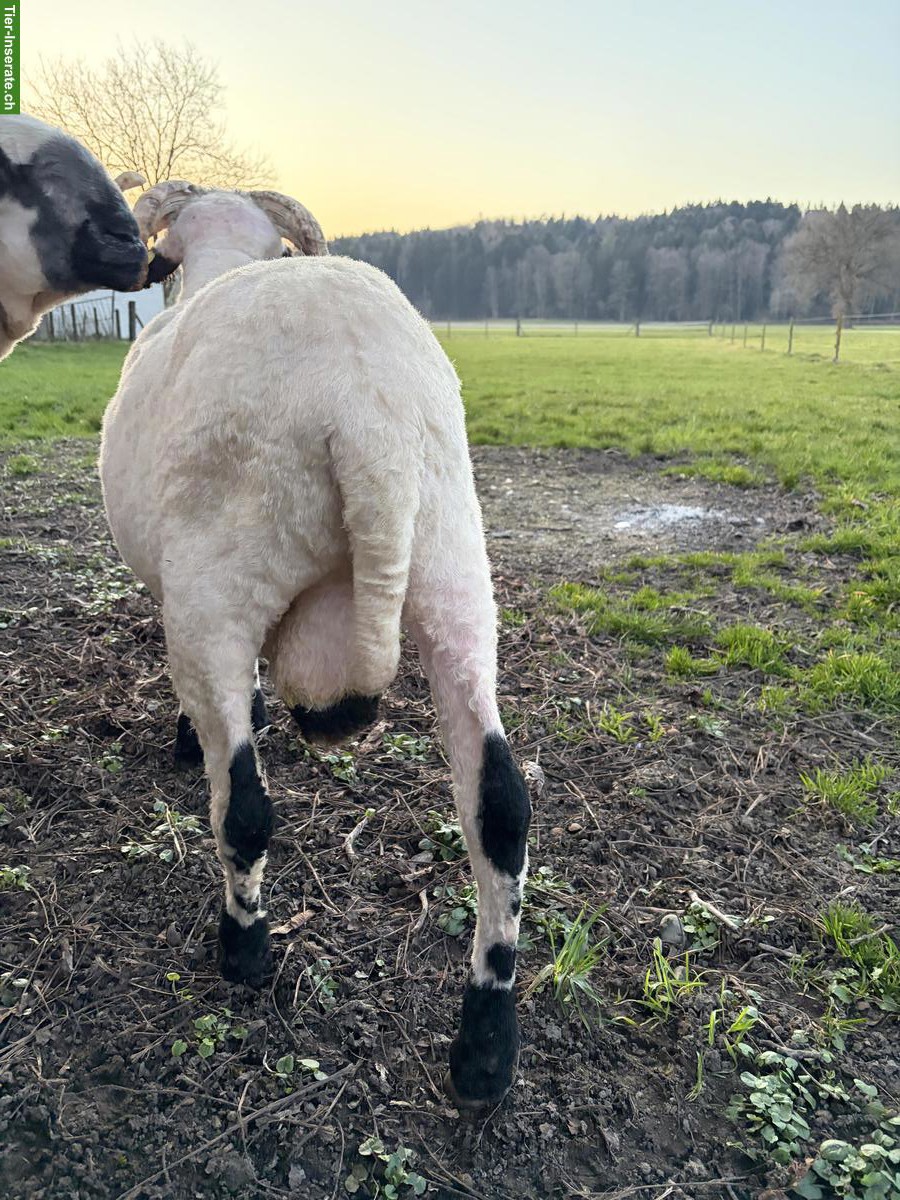 Bild 3: Walliser Schwarznasen Widder