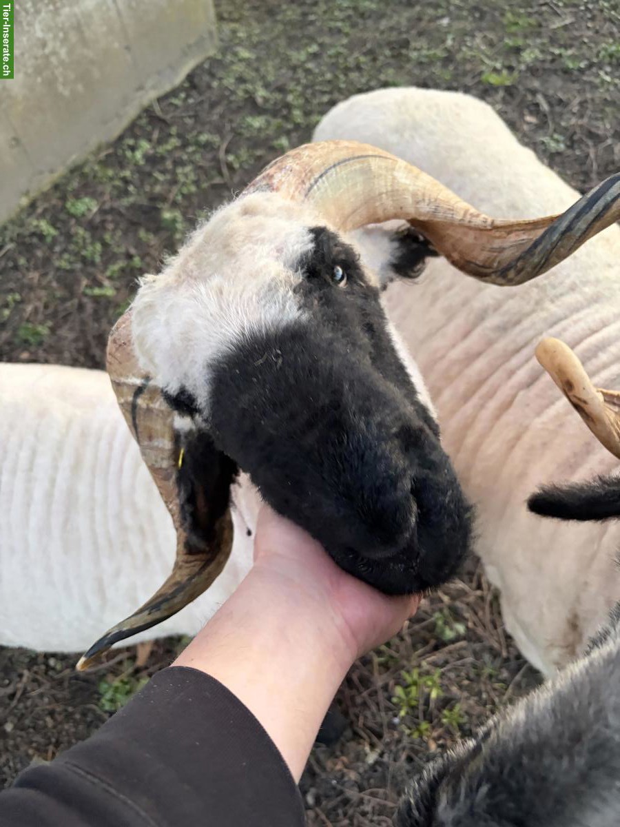 Bild 4: Walliser Schwarznasen Widder