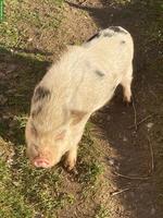 Schöner Zuchteber zu verkaufen