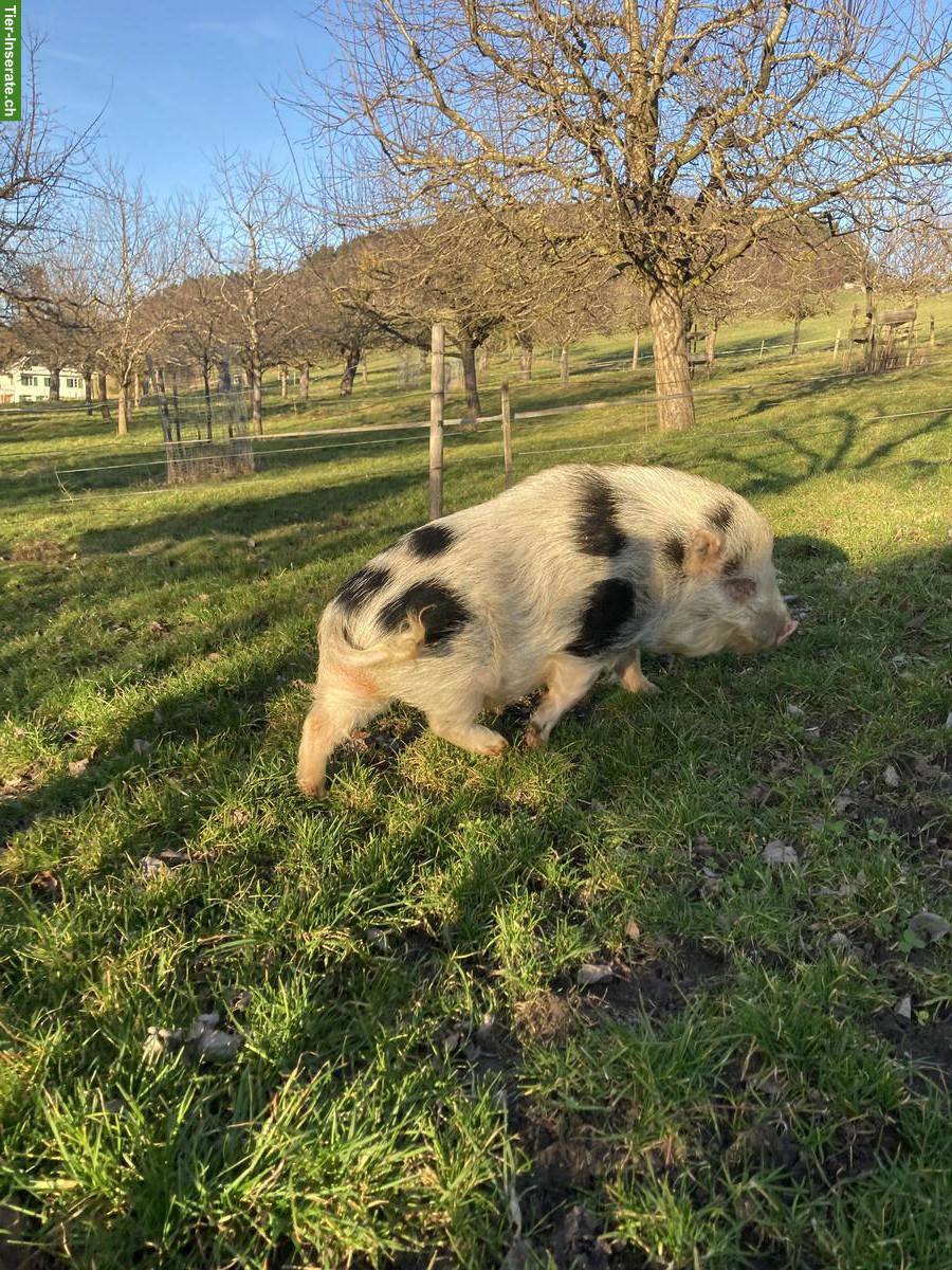 Bild 2: Schöner Zuchteber zu verkaufen