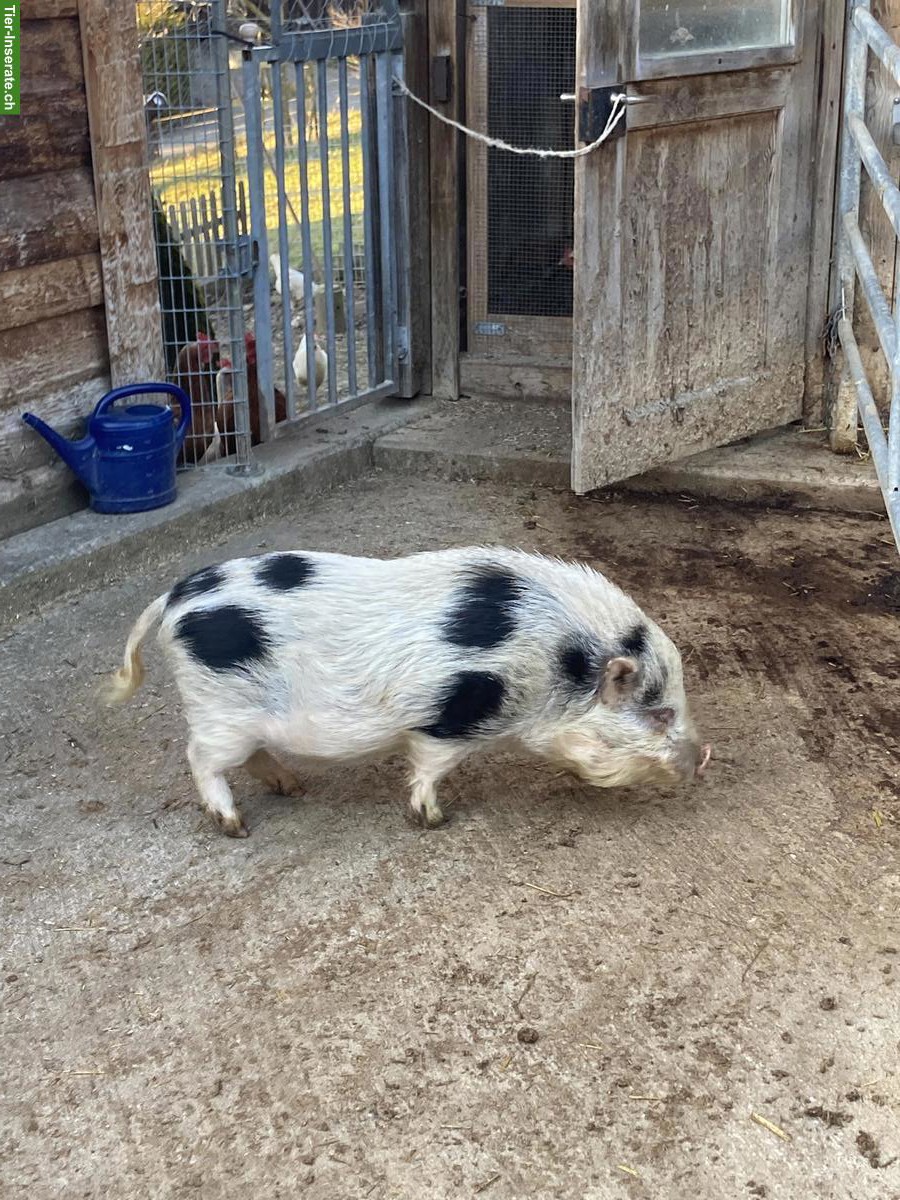 Bild 3: Schöner Zuchteber zu verkaufen